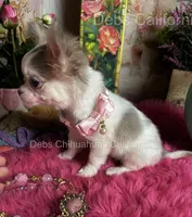 Little Longcoat SOPHIE , a female Chihuahua for sale in Tracy, CA – 4 of 9