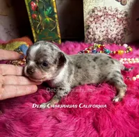 Rolex - Parents & past sibling pix, a  Chihuahua for sale in Tracy, CA – 4 of 7