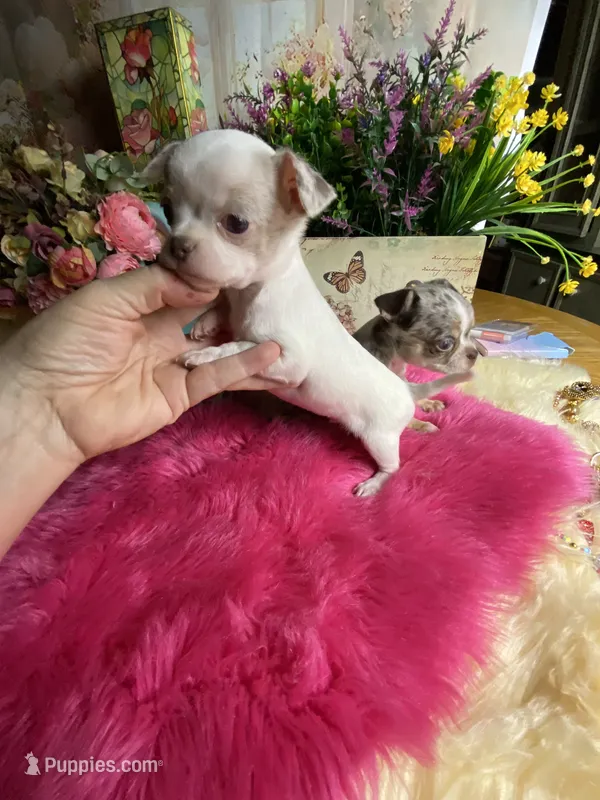 Dollface FROSTY - Pics parents& 2025 sibling  – Chihuahua puppy for sale in Tracy, CA