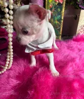 DEB’S California Chis  Little CASPER- 3 Videos! , a male Chihuahua for sale in Tracy, CA – 3 of 10