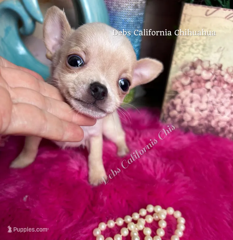 Tiny STUART LITTLE  – Chihuahua puppy for sale in Tracy, CA