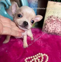 Tiny STUART , a male Chihuahua for sale in Tracy, CA – 4 of 4