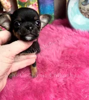 I want a  TACO, a male Chihuahua for sale in Tracy, CA – 3 of 3