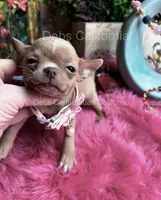 Little TINKERBELL, a female Chihuahua for sale in Tracy, CA – 4 of 5