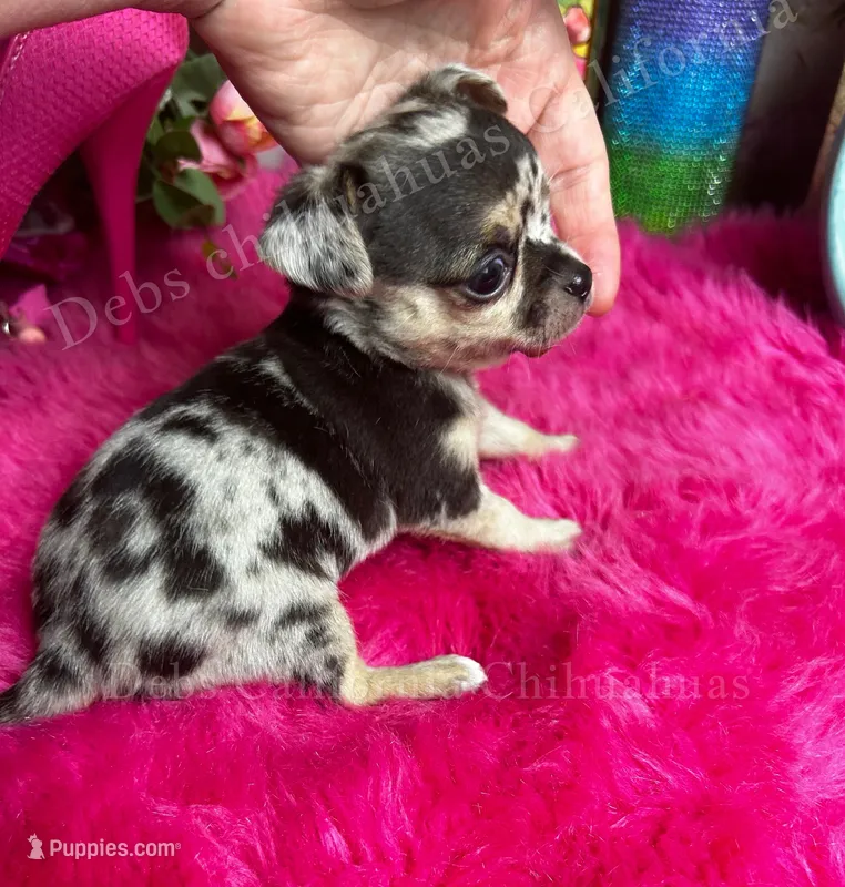 Little  PEBBLES  – Chihuahua puppy for sale in Tracy, CA