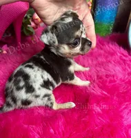 Little  PEBBLES , a female Chihuahua for sale in Tracy, CA – 1 of 4