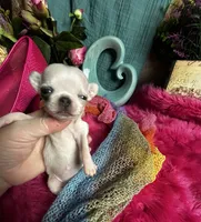 Teensy Monroe , a female Chihuahua for sale in Tracy, CA – 3 of 4