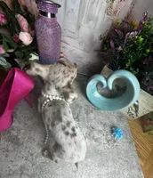 Sarah -Regular  toy size , a female Chihuahua for sale in Tracy, CA – 4 of 5