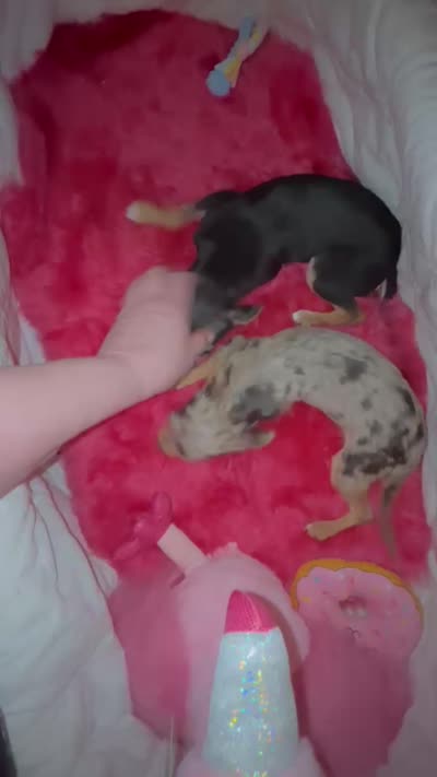 Little CITY GIRL - See Video , a female Chihuahua for sale in Tracy, CA – 6 of 6