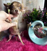 Little COCO , a female Chihuahua for sale in Tracy, CA – 1 of 7