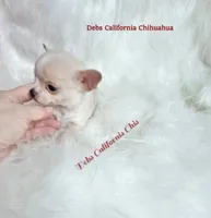 Little  COWBOY , a male Chihuahua for sale in Tracy, CA – 2 of 5