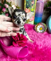 Tiny TIGER LILY see Video, a female Chihuahua for sale in Tracy, CA – 5 of 8