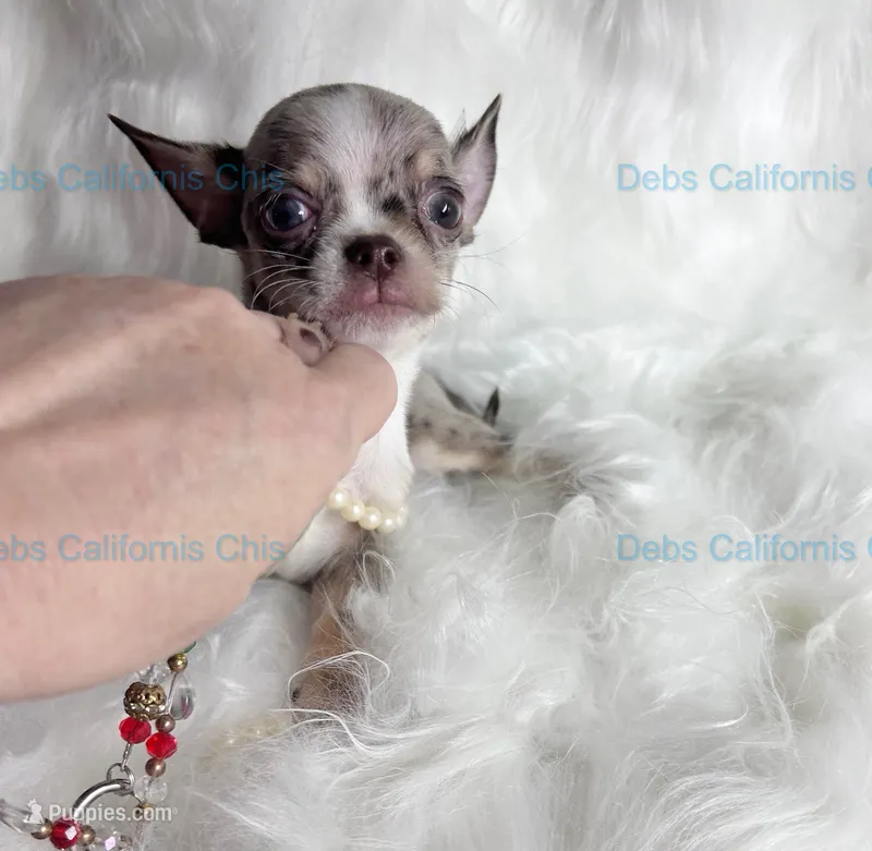 DEBS CAlifornia BLUE SKIES  - 2 Videos! – Chihuahua puppy for sale in Tracy, CA