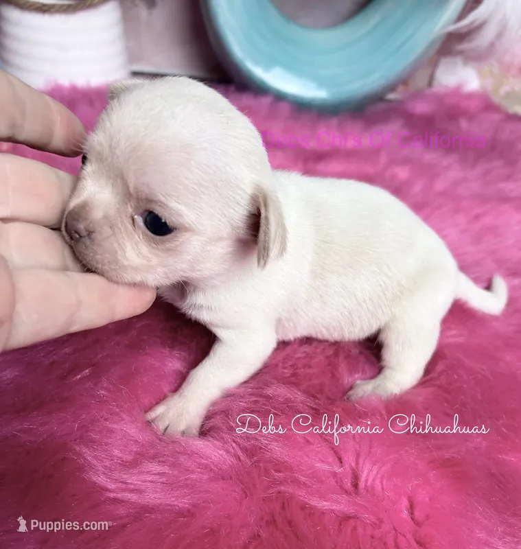  Tiny  MONROE – Chihuahua puppy for sale in Tracy, CA