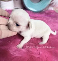  Little MONROE, a female Chihuahua for sale in Tracy, CA – 1 of 3