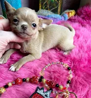 Little TINKERBELL, a female Chihuahua for sale in Tracy, CA – 5 of 5