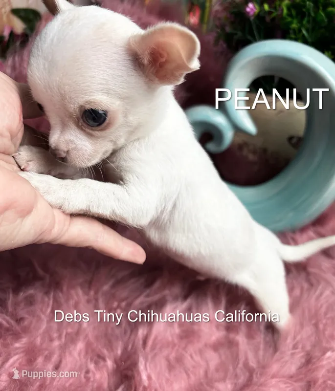 Tiny PEANUT See Video – Chihuahua puppy for sale in Tracy, CA