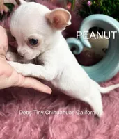 PEANUT See Video, a female Chihuahua for sale in Tracy, CA – 3 of 5
