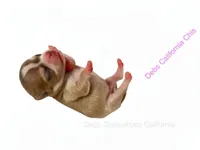 Tiny SIMBA , a male Chihuahua for sale in Tracy, CA – 2 of 3