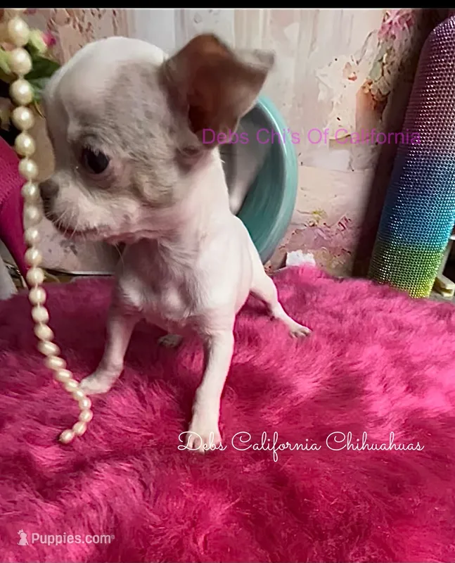 Little CASPER- 2 Videos!  – Chihuahua puppy for sale in Tracy, CA