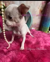 Little CASPER- 2 Videos! , a male Chihuahua for sale in Tracy, CA – 1 of 8