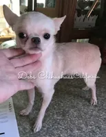 Ohlala - Pics parents and past sibling , a male Chihuahua for sale in Tracy, CA – 5 of 6