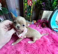 Adorable GOLDIE -See Video , a female Chihuahua for sale in Tracy, CA – 4 of 4