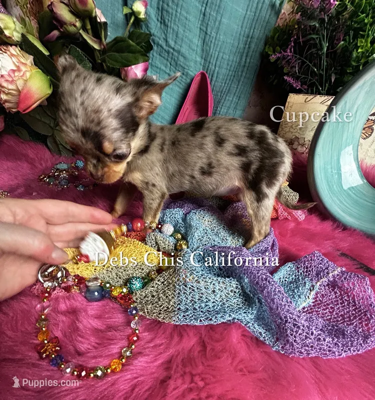 Tiny BAMBI See Video – Chihuahua puppy for sale in Tracy, CA