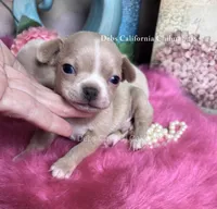Little PEANUT , a male Chihuahua for sale in Tracy, CA – 2 of 4