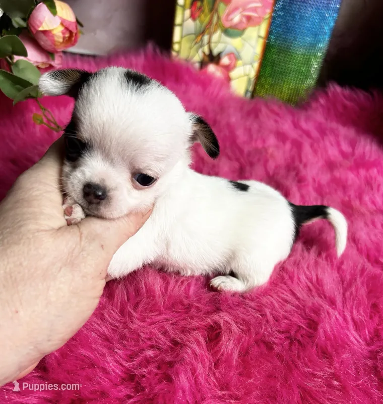 Tiny PANDA See video – Chihuahua puppy for sale in Tracy, CA