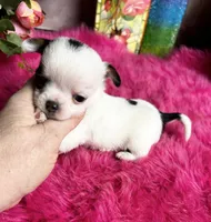 Tiny PANDA See video, a female Chihuahua for sale in Tracy, CA – 1 of 4