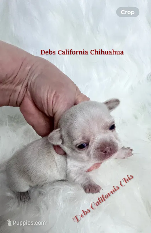 Tiny  TINKERBELL  – Chihuahua puppy for sale in Tracy, CA