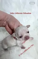 Tiny  TINKERBELL , a female Chihuahua for sale in Tracy, CA – 1 of 3