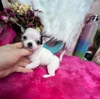 Deb’s CA BETTY BOOP , a female Chihuahua for sale in Tracy, CA – 2 of 2