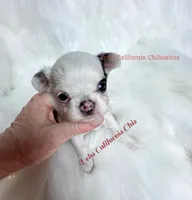 Longcoat little BETTY BOOP, a female Chihuahua for sale in Tracy, CA – 3 of 3
