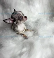 Little BLUE SKIES  - 2 Videos!, a male Chihuahua for sale in Tracy, CA – 2 of 8