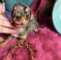 Tiny Cupcake , a female Chihuahua for sale in Tracy, CA – 7 of 8