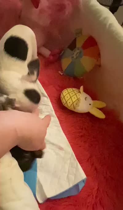Deb’s Gentleman INKBLOT- 2 VIDEOS, a male Chihuahua for sale in Tracy, CA – 8 of 8