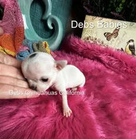 Teensy Monroe , a female Chihuahua for sale in Tracy, CA – 2 of 4