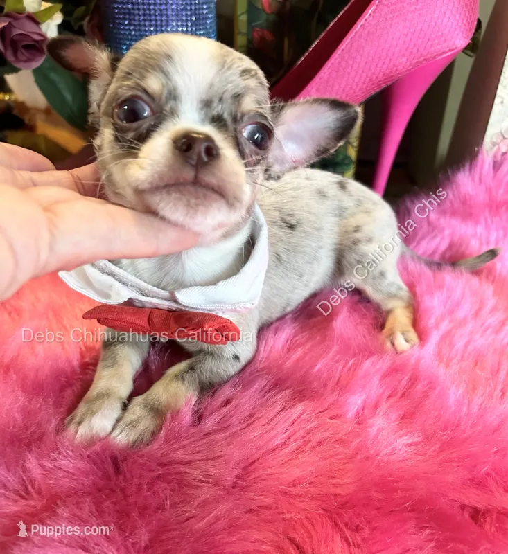 DEBS CALIF CHIS little PICASSO - Videos! – Chihuahua puppy for sale in Tracy, CA
