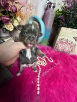 Deb’s CA BLUEJAY , a male Chihuahua for sale in Tracy, CA – 5 of 5