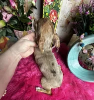 Little chocolate COCO, a female Chihuahua for sale in Tracy, CA – 3 of 5