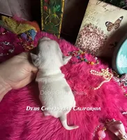 Ohlala - Pics parents and past sibling , a male Chihuahua for sale in Tracy, CA – 2 of 6