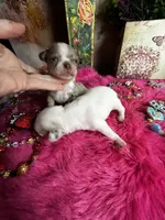 Rolex - price incl nanny delivery, a  Chihuahua for sale in Tracy, CA – 4 of 4
