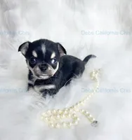   Longcoat Tiny PEPE LE PEW, a male Chihuahua for sale in Tracy, CA – 4 of 5