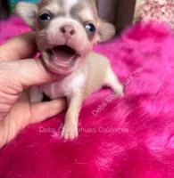 DEBS CALIF CHIS Tiny WILLOW, a male Chihuahua for sale in Tracy, CA – 5 of 6