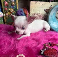 DEB’S California Chis  Little CASPER- 3 Videos! , a male Chihuahua for sale in Tracy, CA – 9 of 10