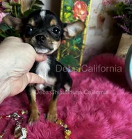 Little CITY GIRL , a female Chihuahua for sale in Tracy, CA – 3 of 5