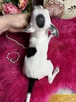 5 month old INKBLOT, a male Chihuahua for sale in Tracy, CA – 6 of 6