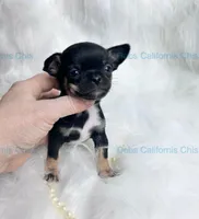 Debs Calif Chi’s VADER, a male Chihuahua for sale in Tracy, CA – 3 of 4